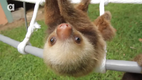 Wenn Faultierbabys sich unterhalten - What Does A Sloth Say