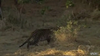Die Natur und ihre Geschichten - Leopard