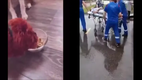 Wer ist kl�ger - Hund oder Mensch - Schlafschafe oder Covidioten