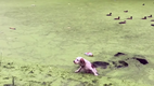 Duck, duck, goose. Digby learns about grass