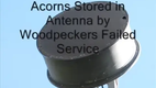 Eichh�rnchen hortet Eicheln in einer Antenne