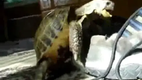 Turtle Fucking a Shoe