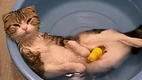 Katzenbadetag