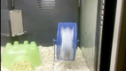 Hamster beim Fr�hsport