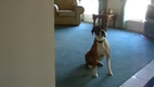 Boxer excited to go for a walk