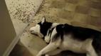 LAZY DOG EATING SPILLED FOOD