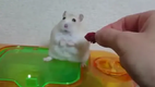 Nachdenklicher Hamster
