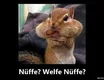 Welfe Nüffe