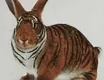 Tigerrabbit