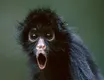 black-spider-monkey