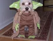 Yoda-Hund