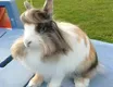 Animal Haircut Rabbit
