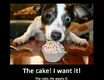 The Cake