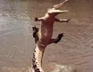 Happy Crocodile