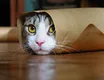 Catroll