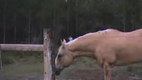 Aliens in the Woods (Cow chasing Man) Original