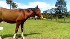 Pferd spielt mit Gummihuhn
