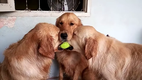 Dogs Play Tug of War with Tennis Ball