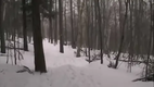 Hunde im Schnee