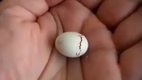 Vogel schluepft aus Ei in einer Hand - Baby Bird Egg Hatching