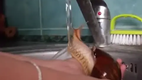 Snail