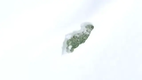 Why chihuahuas don't run on the snow