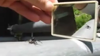 Spinne vorm Spiegel