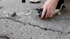Katze aus Glas retten