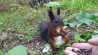 Eichh�rnchen.exe stopped working