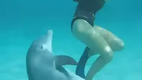 Sexuelle Bel�stigung eines Delphins
