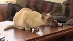 Katze vs. Kinect - My cat playing kinectimals on xbox