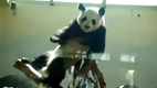 Hip Hop Panda