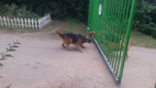 Perros valientes peleando en port�n