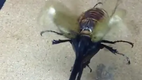 Largest Beetle in the World (Helicopter)
