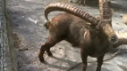 Warum der Steinbock ein Geweih hat