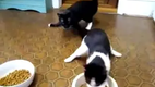 Katzen - Gerade zur�ck vom Tierarzt