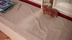 K�tzchen vs. Spiegelbild