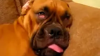 Schlafender Hund