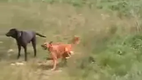 Raving Dog