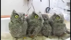 Baby-Eulen - Baby-Owls
