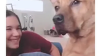 Der Zentralrat der Hunde wird informiert