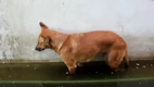 Dog chose wrong place to take a nap