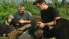Schimpansen Patzer - Chimp Bloopers