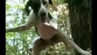 Kletternder Hund