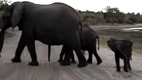 Baby elephant sneezes and scares himself