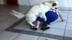 Hund besteigt Frau!