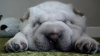Schlafende Sch�nheit - sleeping beauty