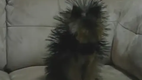 Statisch aufgeladener Hund