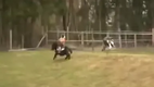Das Leben ist kein Ponyhof