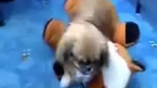 Crazy Hund rammelt Stofftier